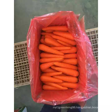 100% Nature Plant Fresh Carrot From China
